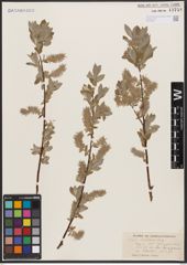 Salix bebbiana Sarg.